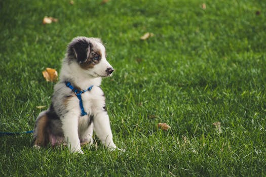 Master Puppy Training: How Dog Diapers Can Ease Housebreaking Challenges
