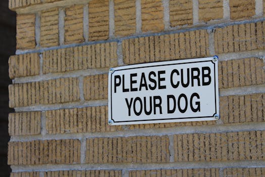 Ultimate Guide to Dog Diapers: Enhancing Your Pet's Quality of Life