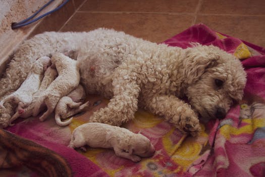 Essential Guide to Puppy Diapers: Tips for New Dog Breeders
