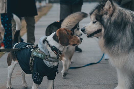 Navigating Social Life: How Dog Diapers Enhance Pet Socialization