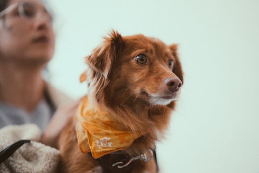 Mastering Dog Diaper Use: Essential Tips for Pet Owners