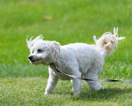 Effective Alternatives to Dog Diapers for Incontinence and Training
