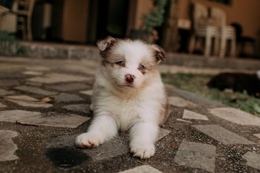 Beginner's Guide to Puppy Pad Training: Tips & Techniques for Success