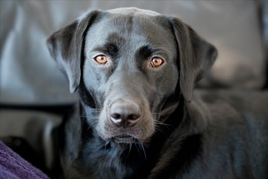 Comprehensive Guide to Managing Diapers for Diabetic Dogs