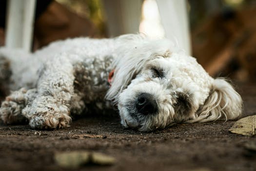 Ultimate Guide to Selecting Comfortable Diapers for Aging Dogs