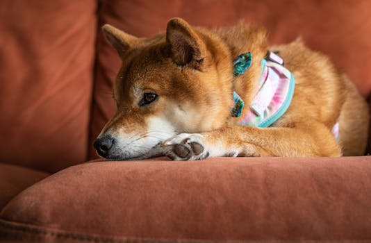 Mastering Pet Care: How Dog Diapers Enhance Home Cleanliness & Comfort