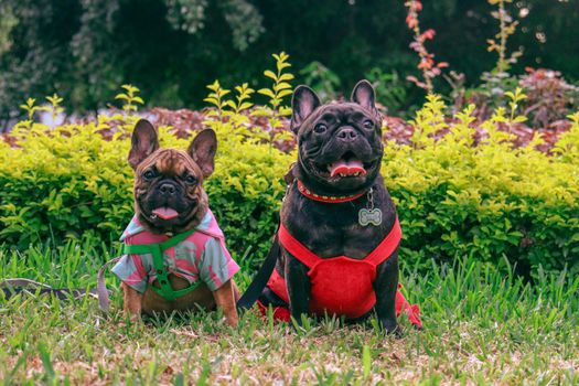 Debunking Myths: The Surprising Versatility of Dog Diapers