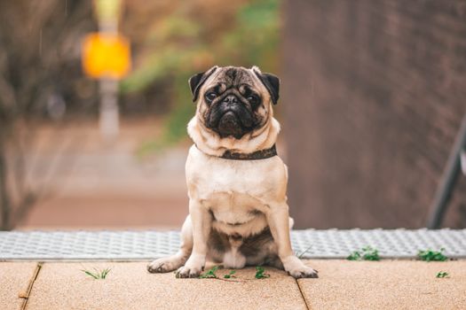 Prevent & Treat Diaper Dermatitis in Dogs: Essential Owner's Guide