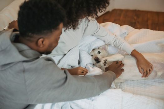 Top Dog Diaper Brands 2024: Reviews & How to Choose the Right One