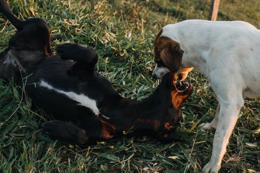 Dog Diapers: Do They Impact Social Behavior in Canines?