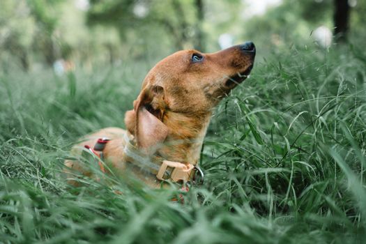 Summer Dog Diaper Guide: Keeping Your Pooch Cool and Rash-Free