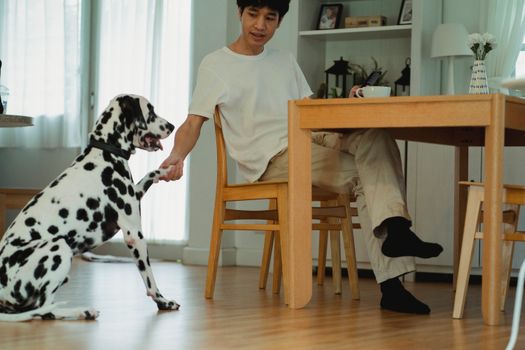 Diaper Training Your Dog: Steps for Easy Adjustment & Comfort